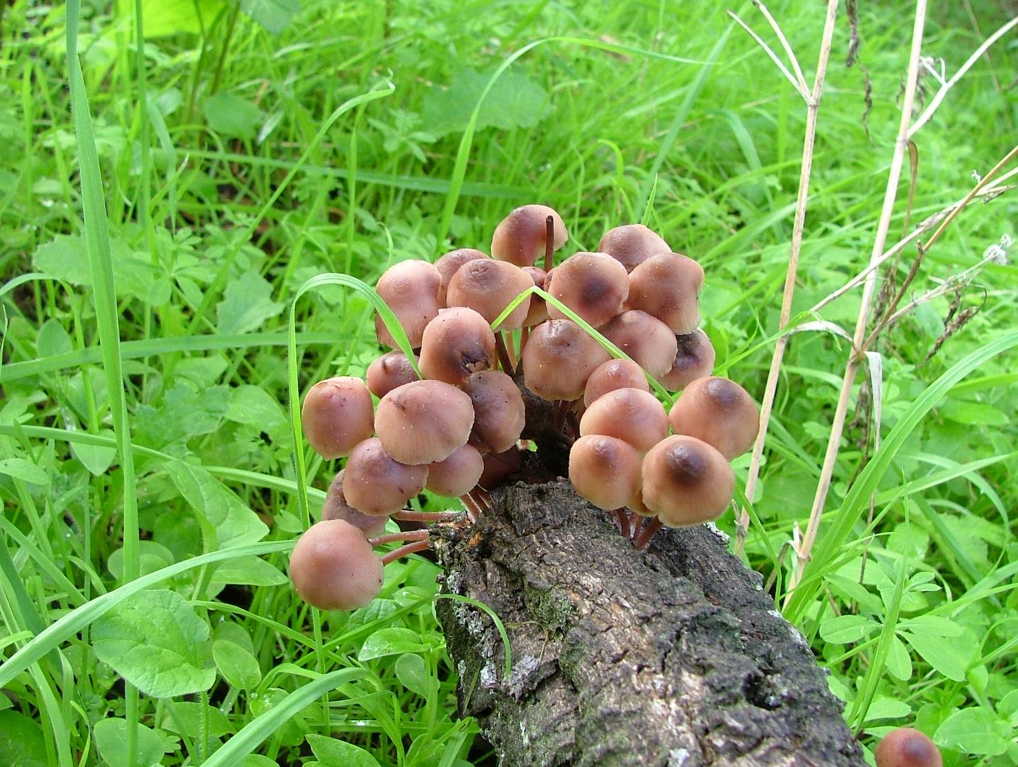 Mycena (cfr. Mycena maculata/ M. haematopus)