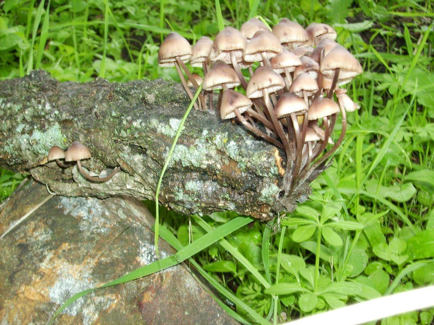 Mycena (cfr. Mycena maculata/ M. haematopus)