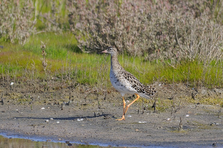 Pettegola o Totano moro?
