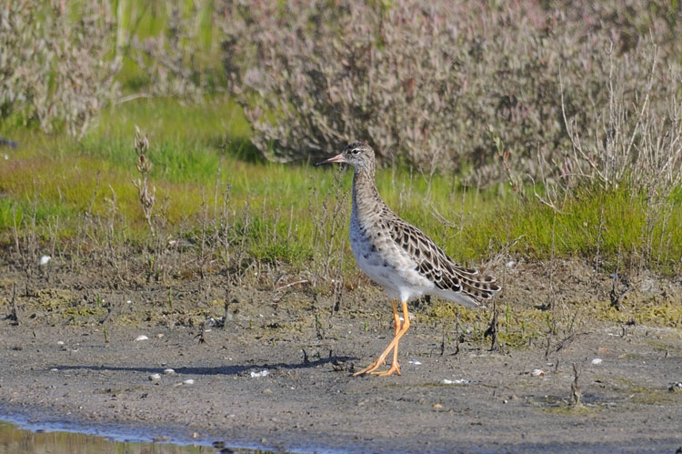 Pettegola o Totano moro?