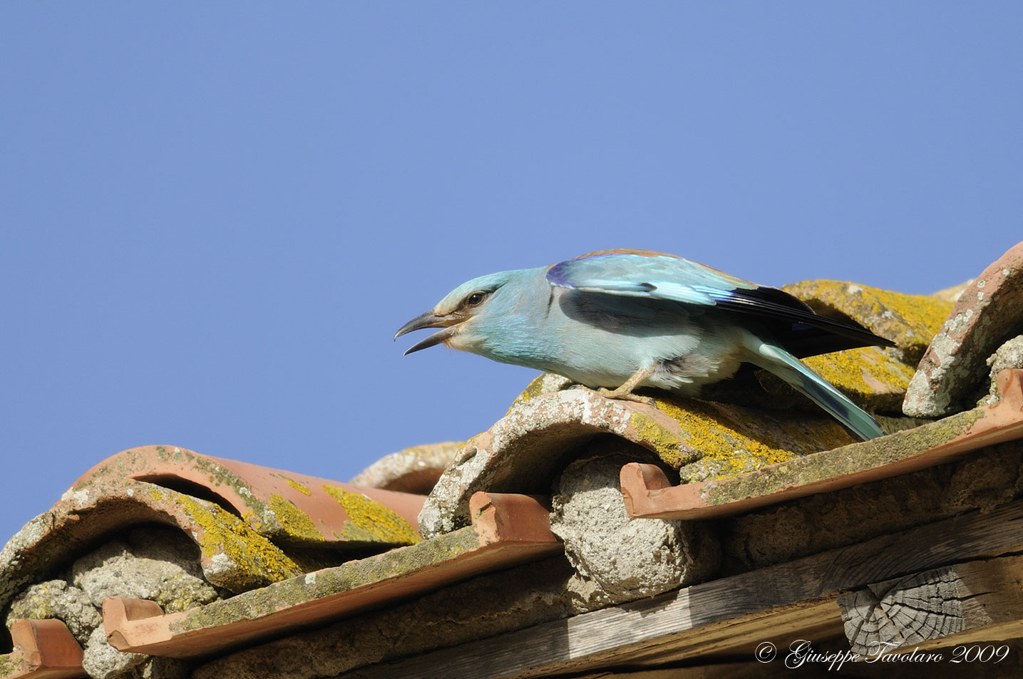 Richiamo d''amore della Ghiandaia marina (Coracias garrulus)