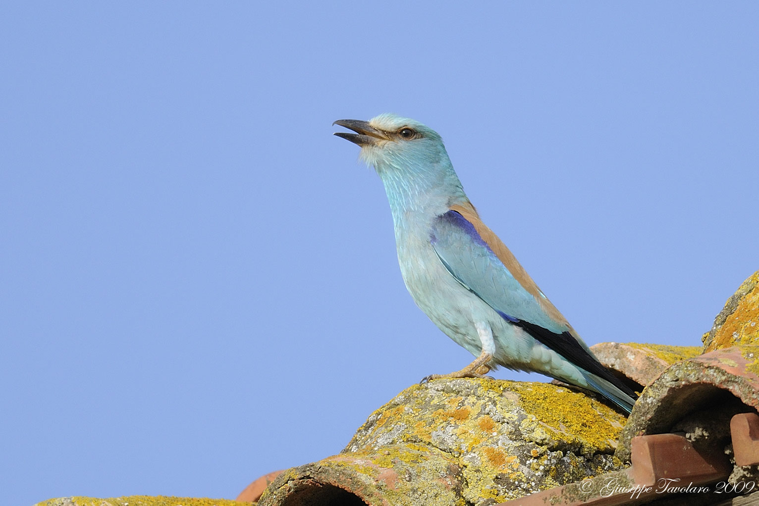 Richiamo d''amore della Ghiandaia marina (Coracias garrulus)