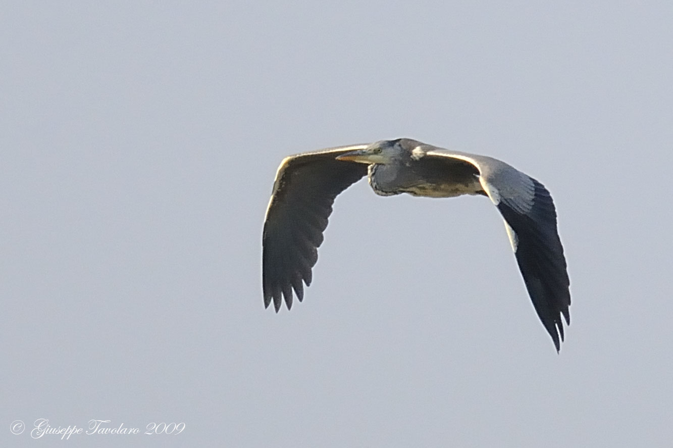 Volo di Airone cenerino (Ardea cinerea).