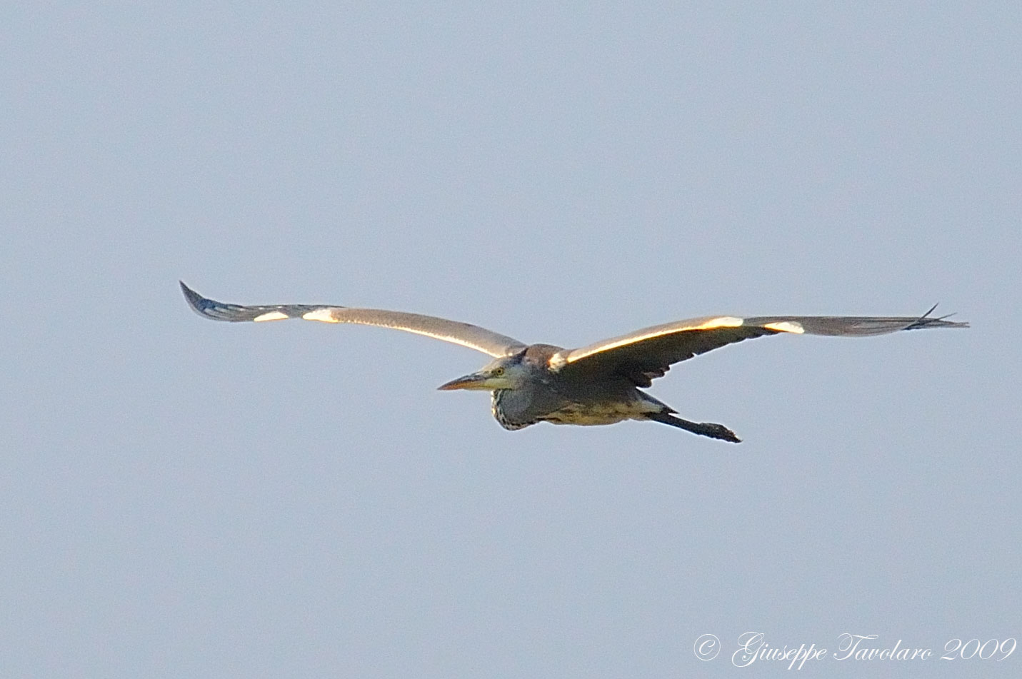 Volo di Airone cenerino (Ardea cinerea).