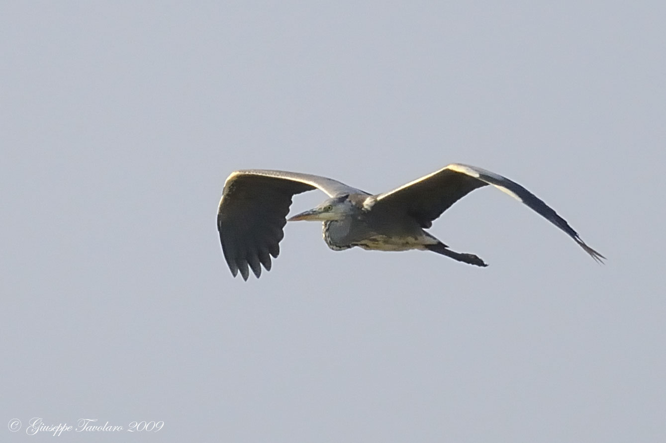 Volo di Airone cenerino (Ardea cinerea).