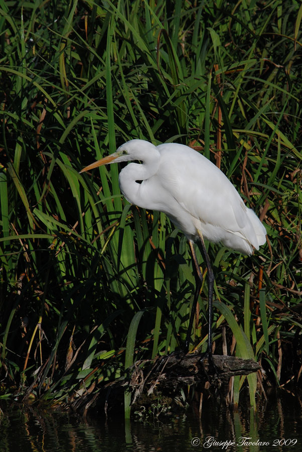 Carrellata di Ardeidae.