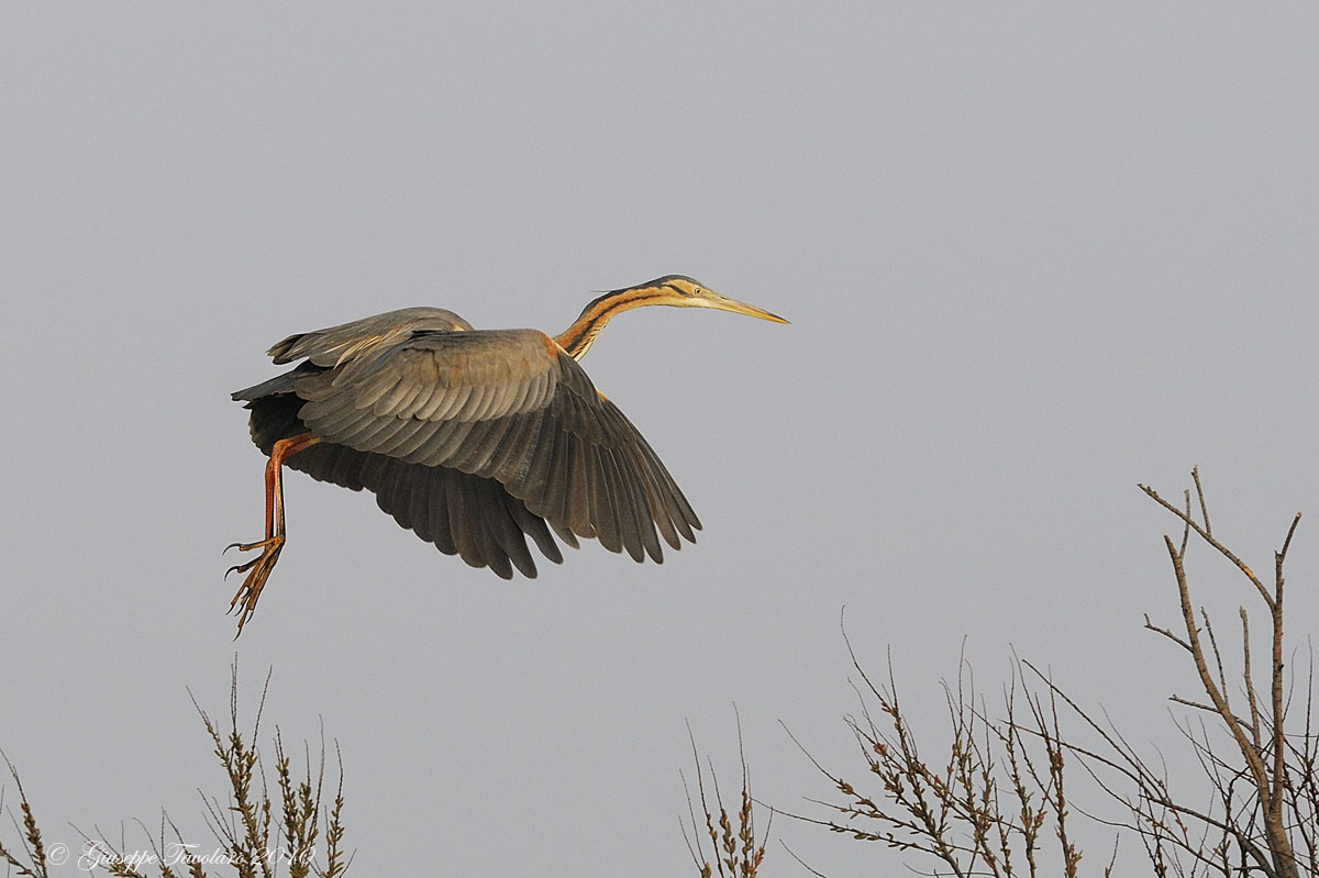 Airone rosso (Ardea purpurea)