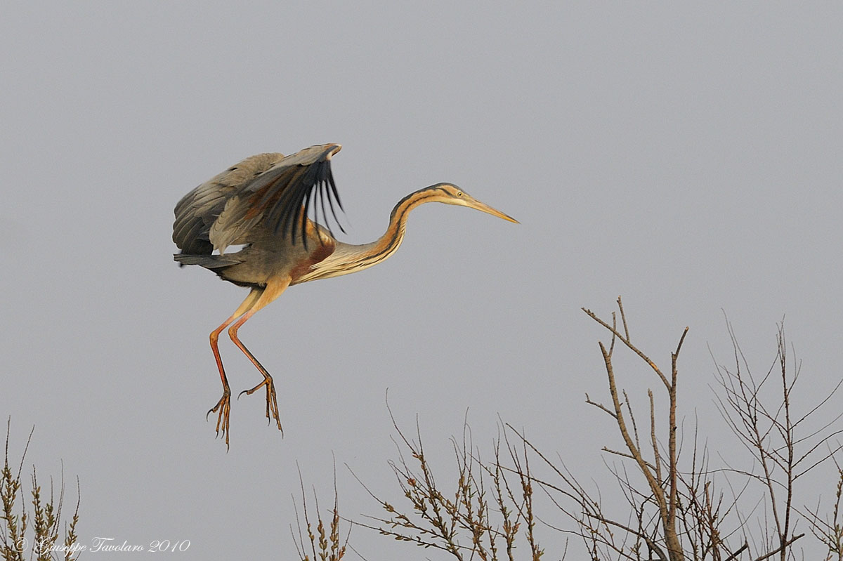 Airone rosso (Ardea purpurea)