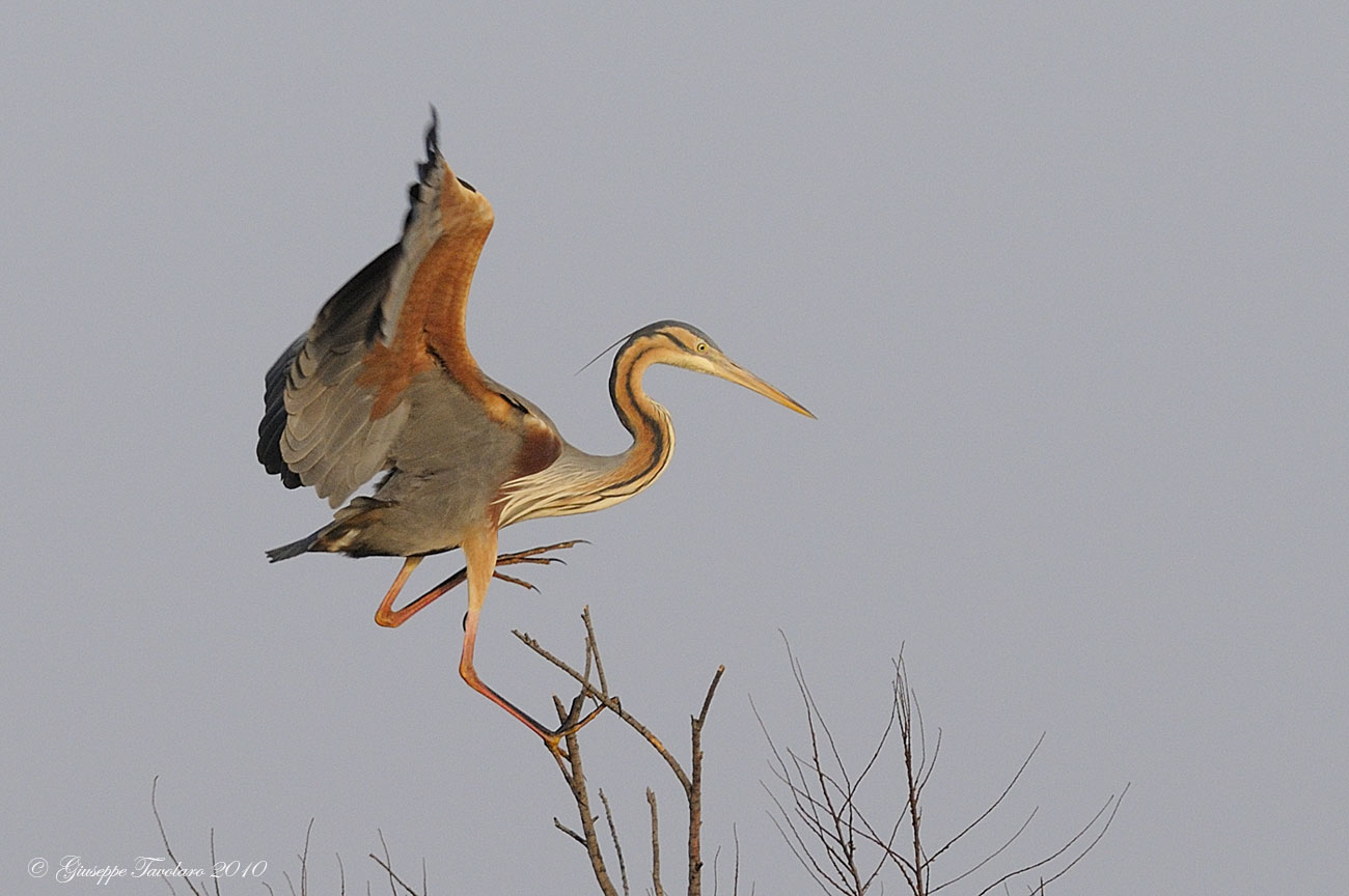 Airone rosso (Ardea purpurea)