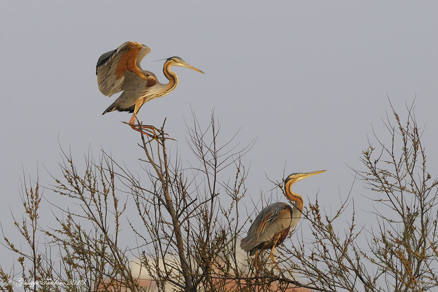 Airone rosso (Ardea purpurea)