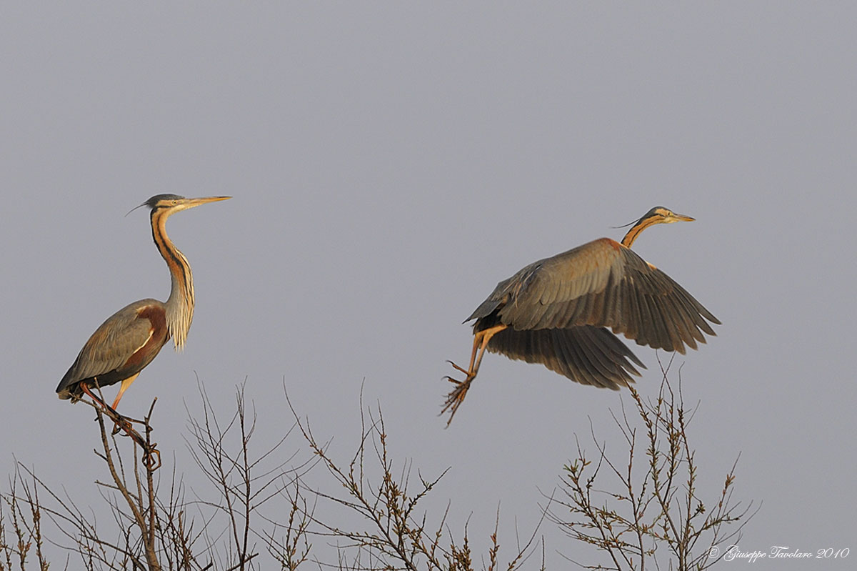 Airone rosso (Ardea purpurea)