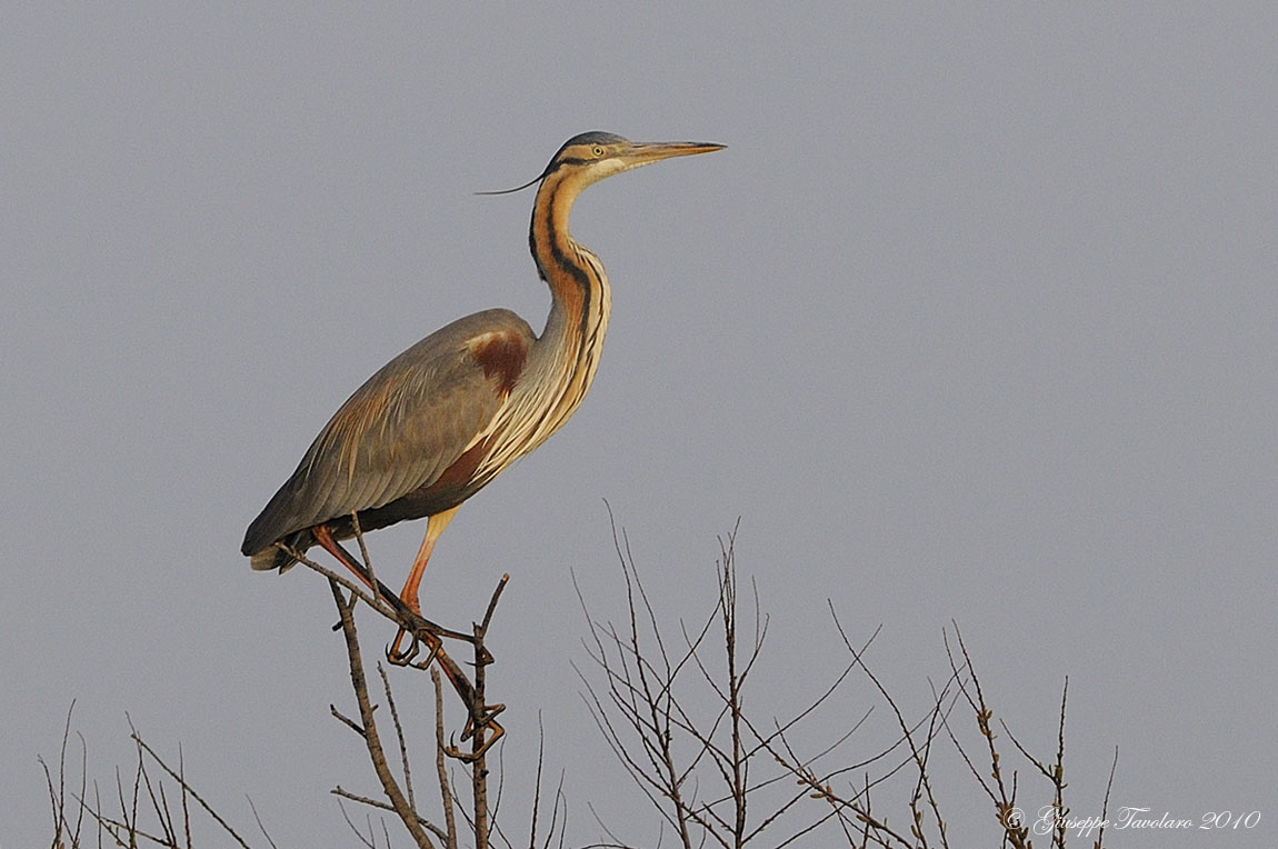 Airone rosso (Ardea purpurea)
