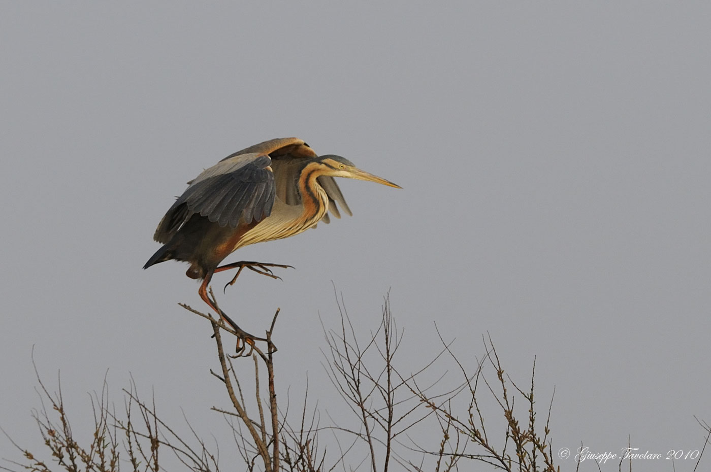 Airone rosso (Ardea purpurea)