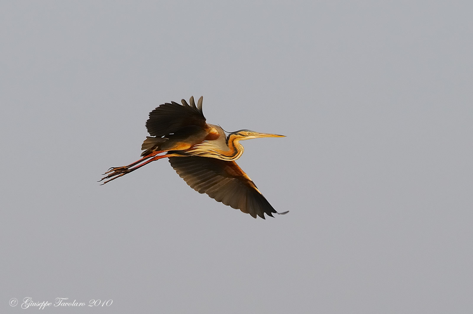 Airone rosso (Ardea purpurea) in volo