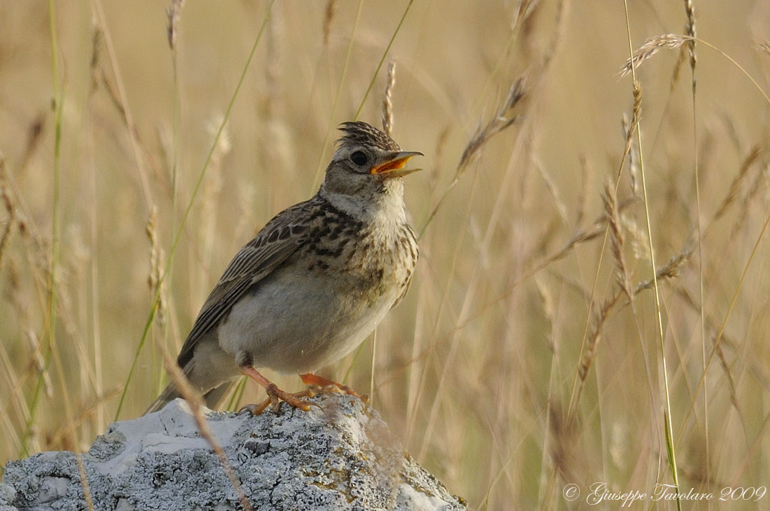 Il canto dell''allodola (Alauda arvensis)