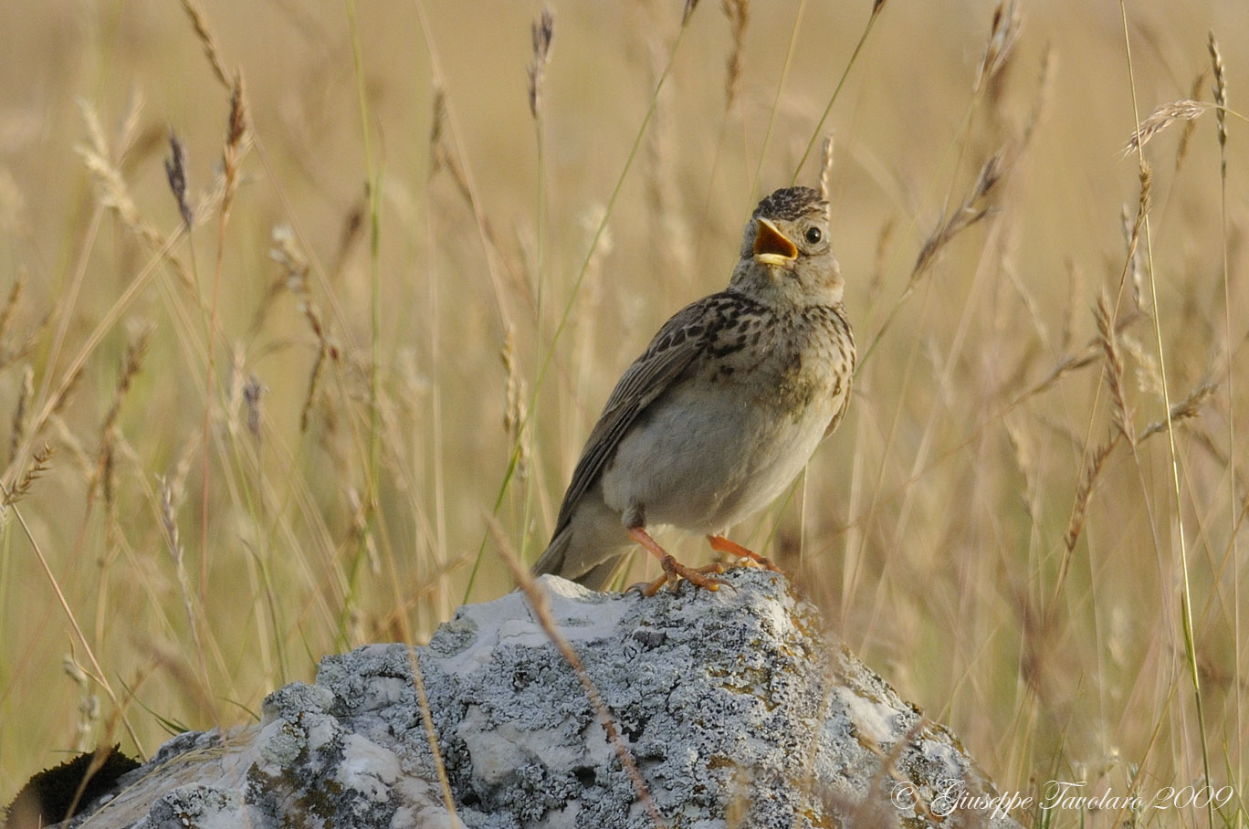 Il canto dell''allodola (Alauda arvensis)