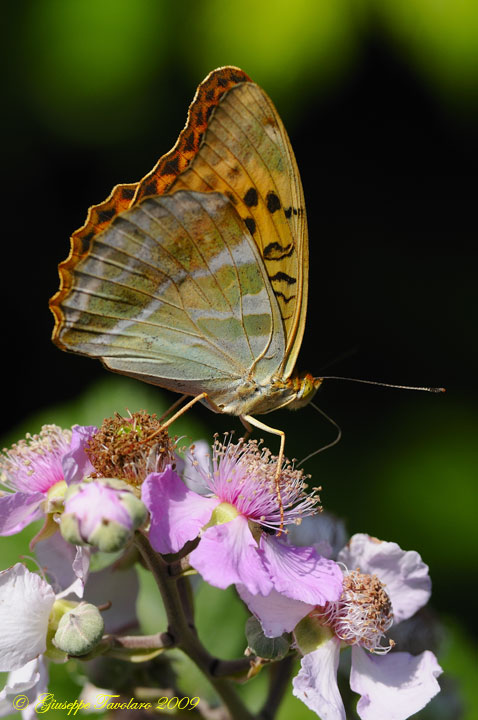 Argynnis paphia: ritratto.