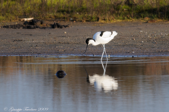Avocetta (Recurvirostra avosetta).