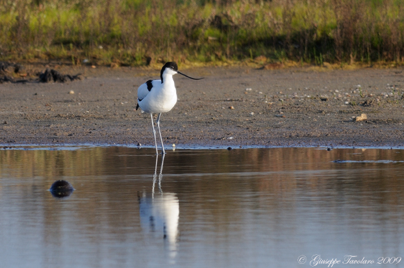 Avocetta (Recurvirostra avosetta).