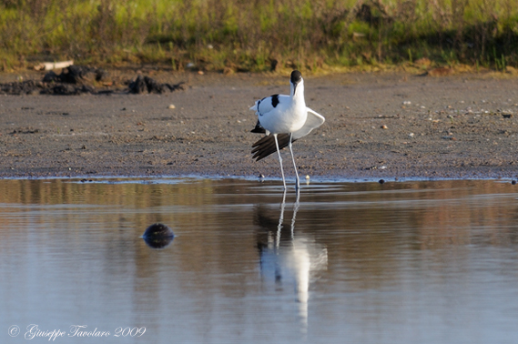 Avocetta (Recurvirostra avosetta).