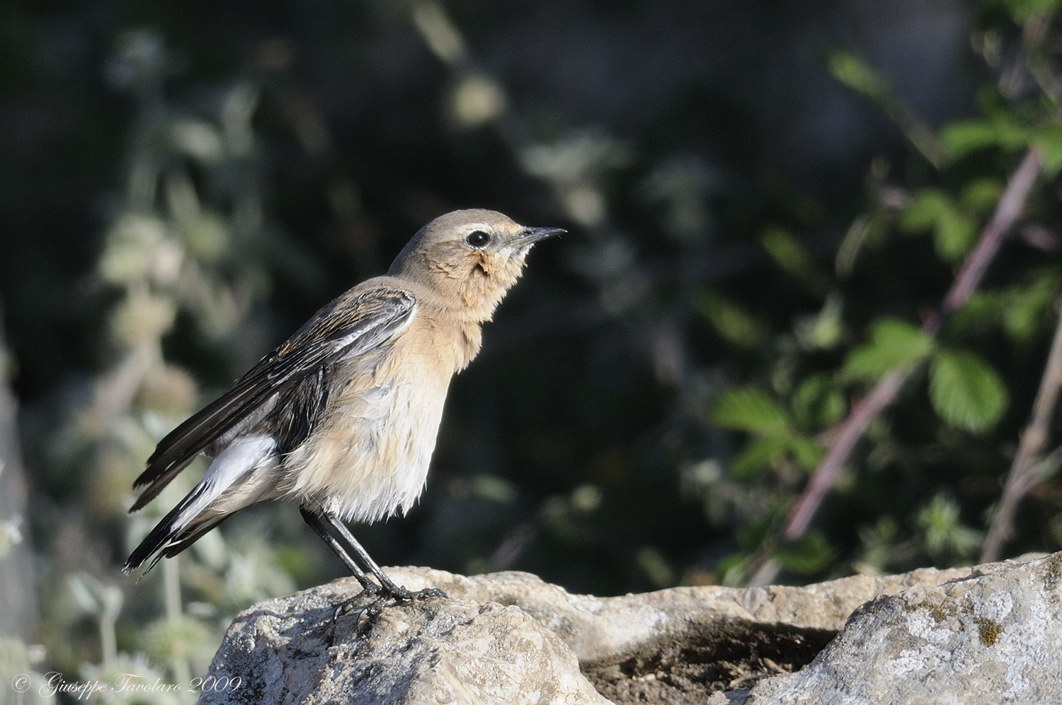 La signora Culbianco (Oenanthe oenanthe) dopo il bagno.