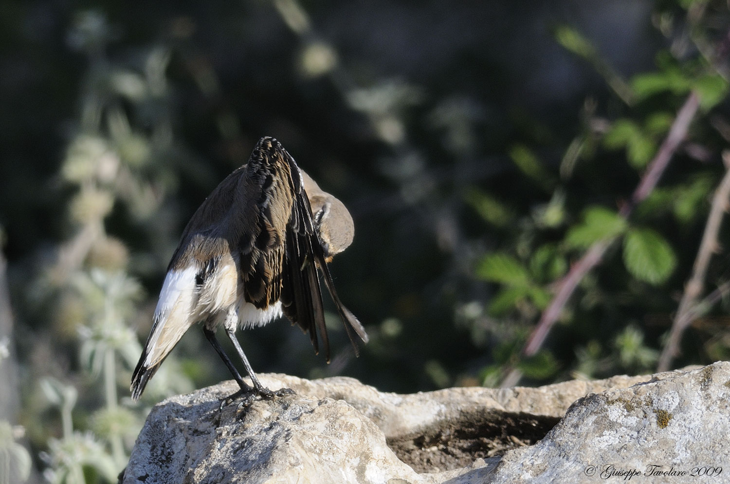 La signora Culbianco (Oenanthe oenanthe) dopo il bagno.