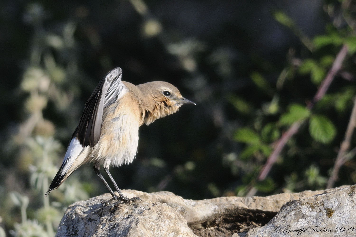 La signora Culbianco (Oenanthe oenanthe) dopo il bagno.