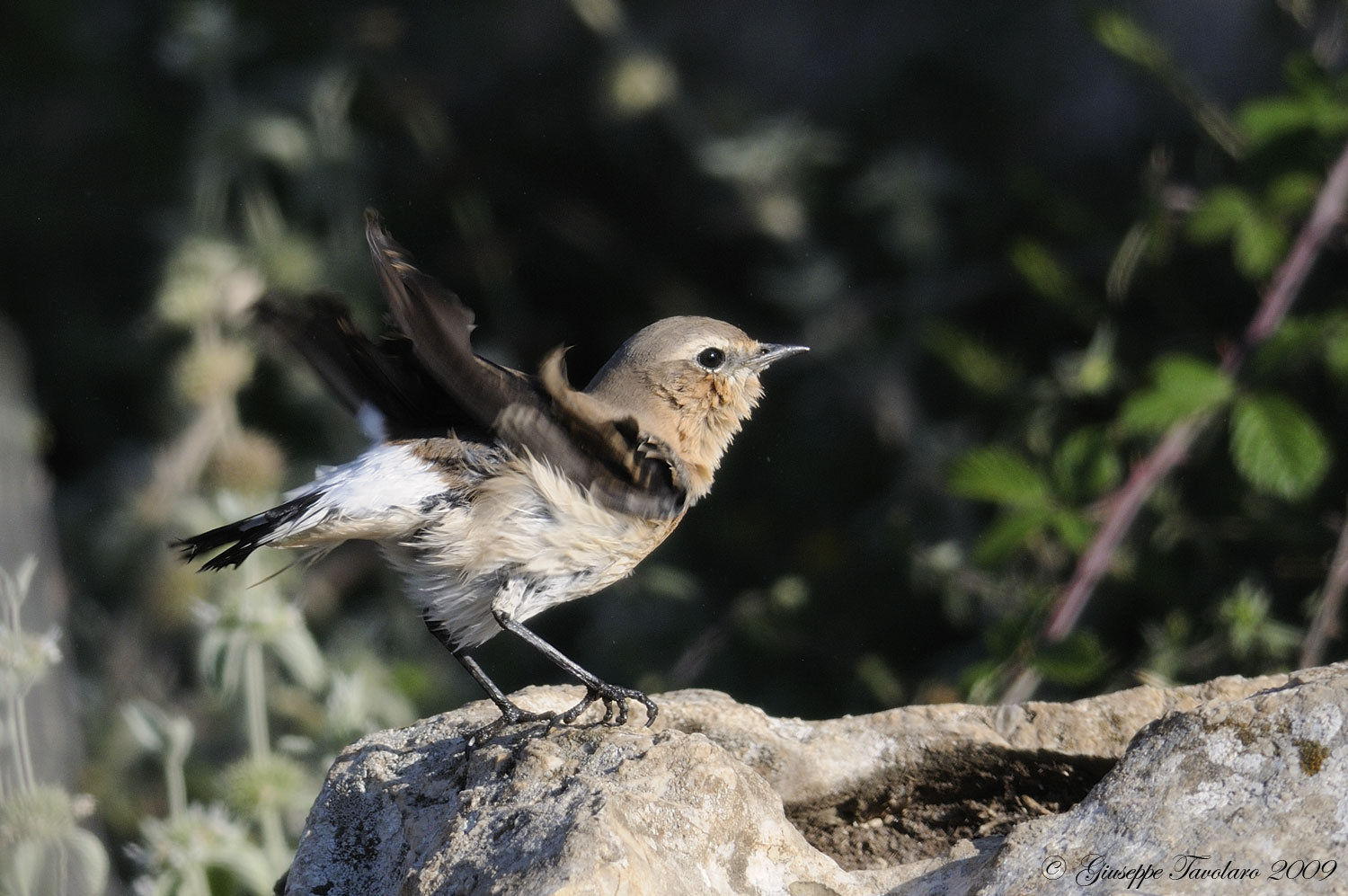 La signora Culbianco (Oenanthe oenanthe) dopo il bagno.