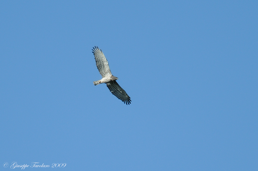 Il ritorno del Biancone (Circaetus gallicus).