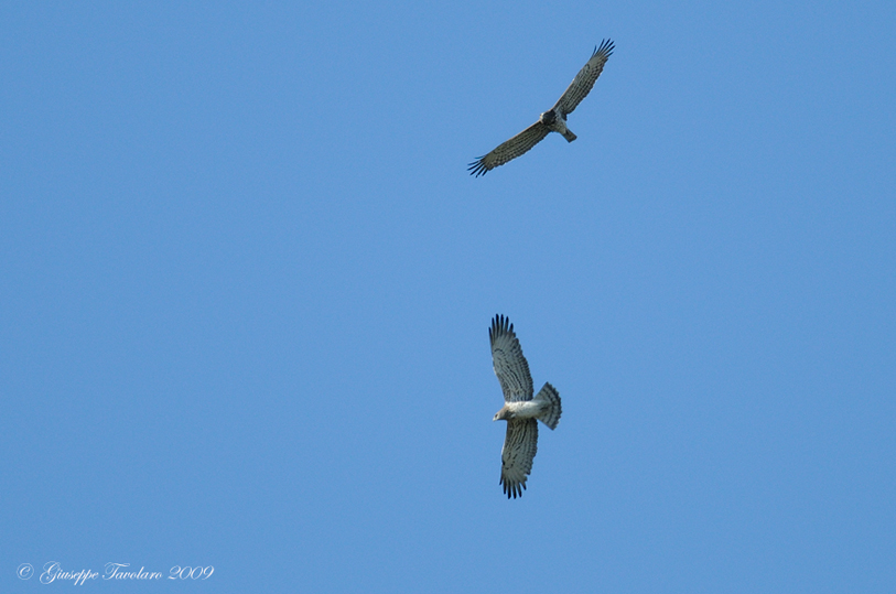 Il ritorno del Biancone (Circaetus gallicus).