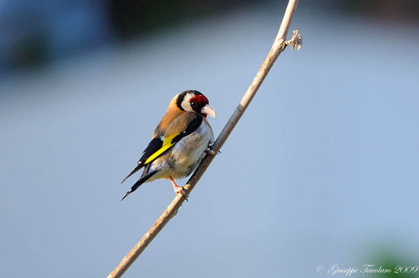 Cardellino (Carduelis carduelis): toccata e fuga.