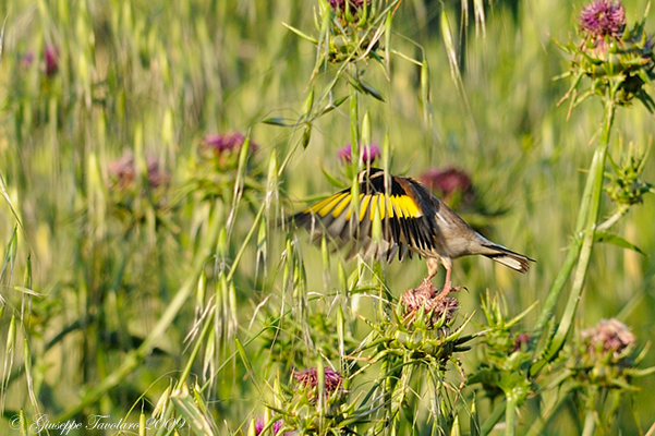 Cardellino (Carduelis carduelis): toccata e fuga.