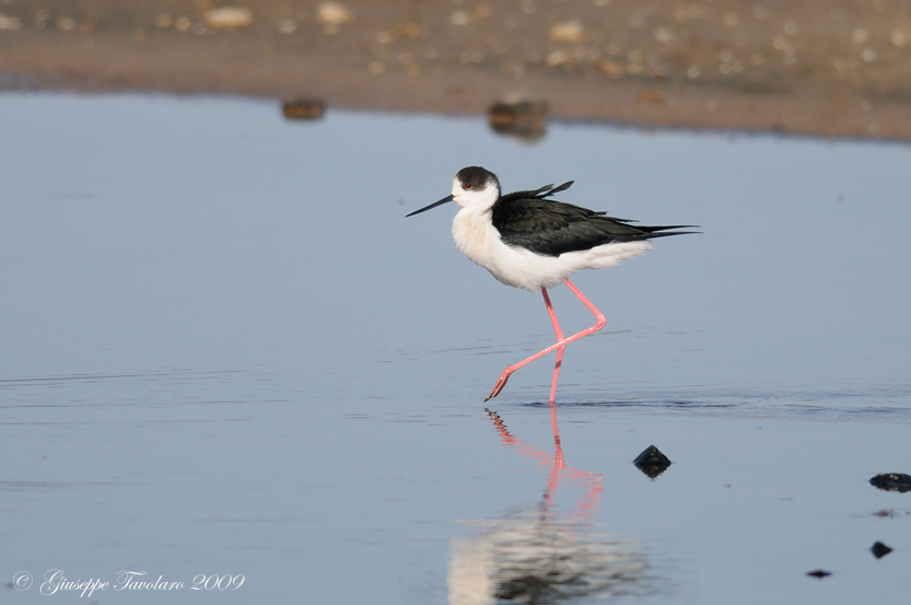 Cavaliere d''Italia (Himantopus himantopus).