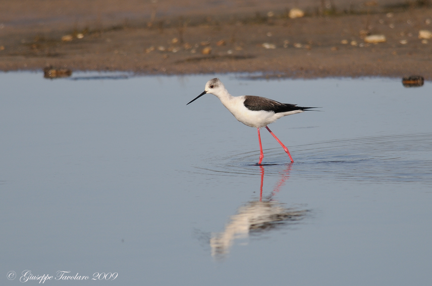 Cavaliere d''Italia (Himantopus himantopus).