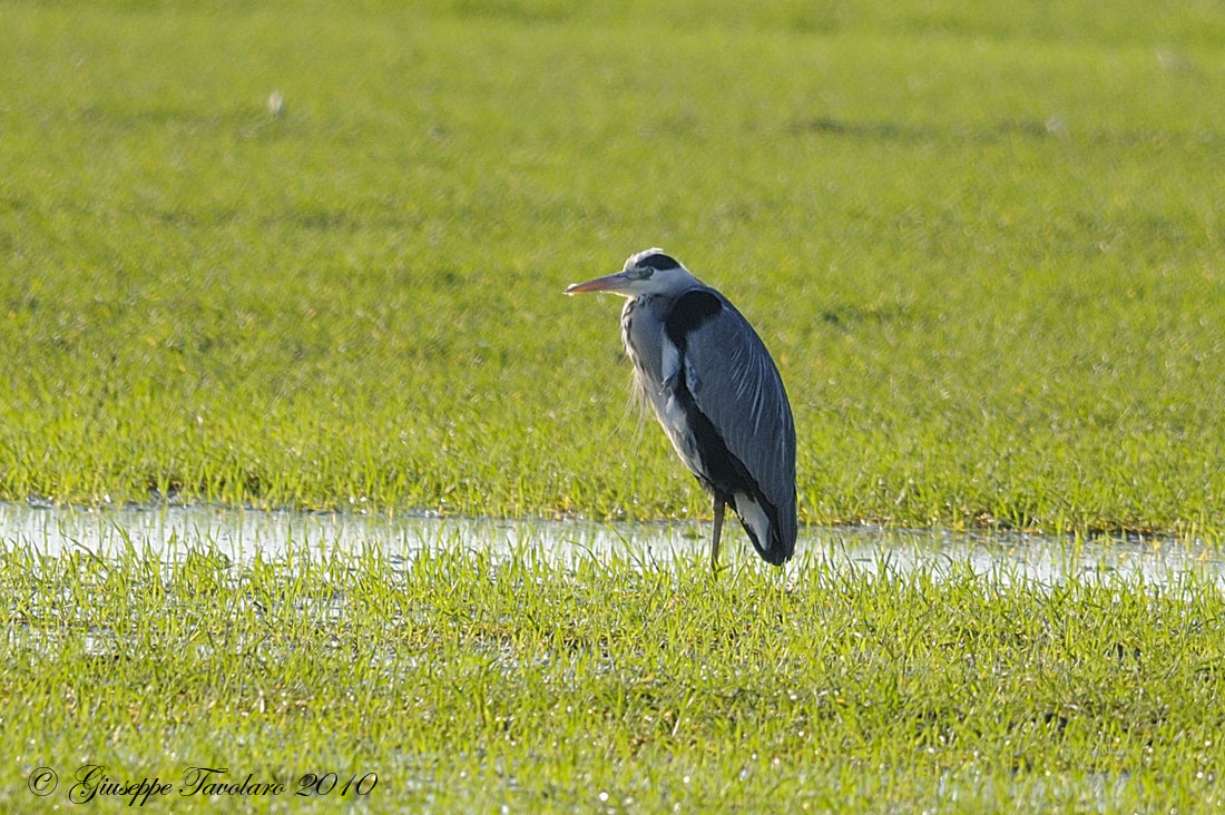 Airone cenerino (Ardea cinerea).