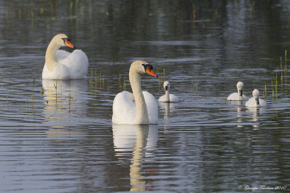 Gruppo di famiglia (Cygnus olor)