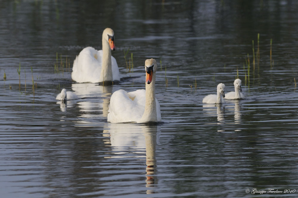 Gruppo di famiglia (Cygnus olor)