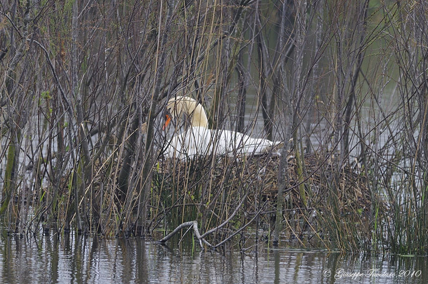 Cigno in cova