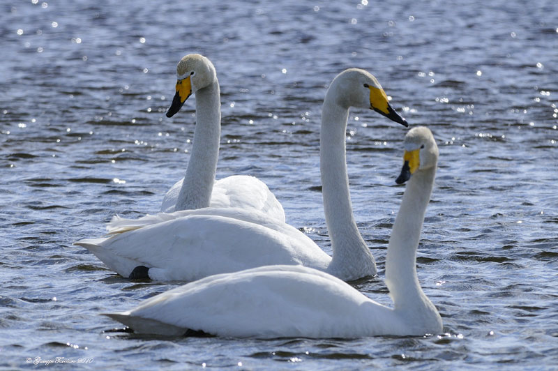 Cigno selvatico (Cygnus cygnus)
