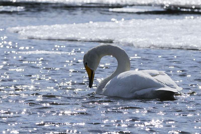 Cigno selvatico (Cygnus cygnus)