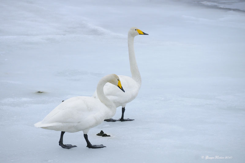 Cigno selvatico (Cygnus cygnus)