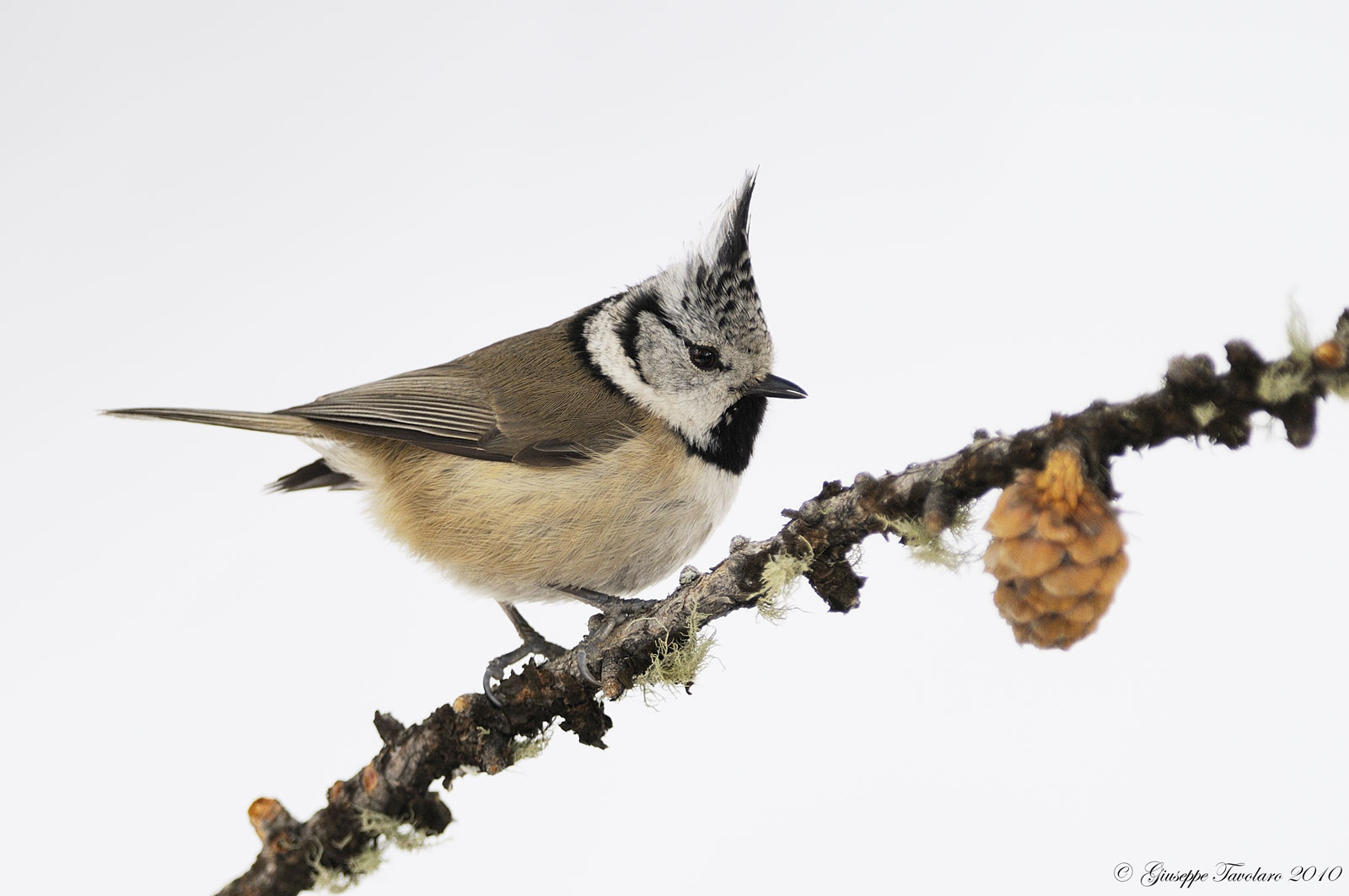 Cincia dal Ciuffo (Lophophanes cristatus)