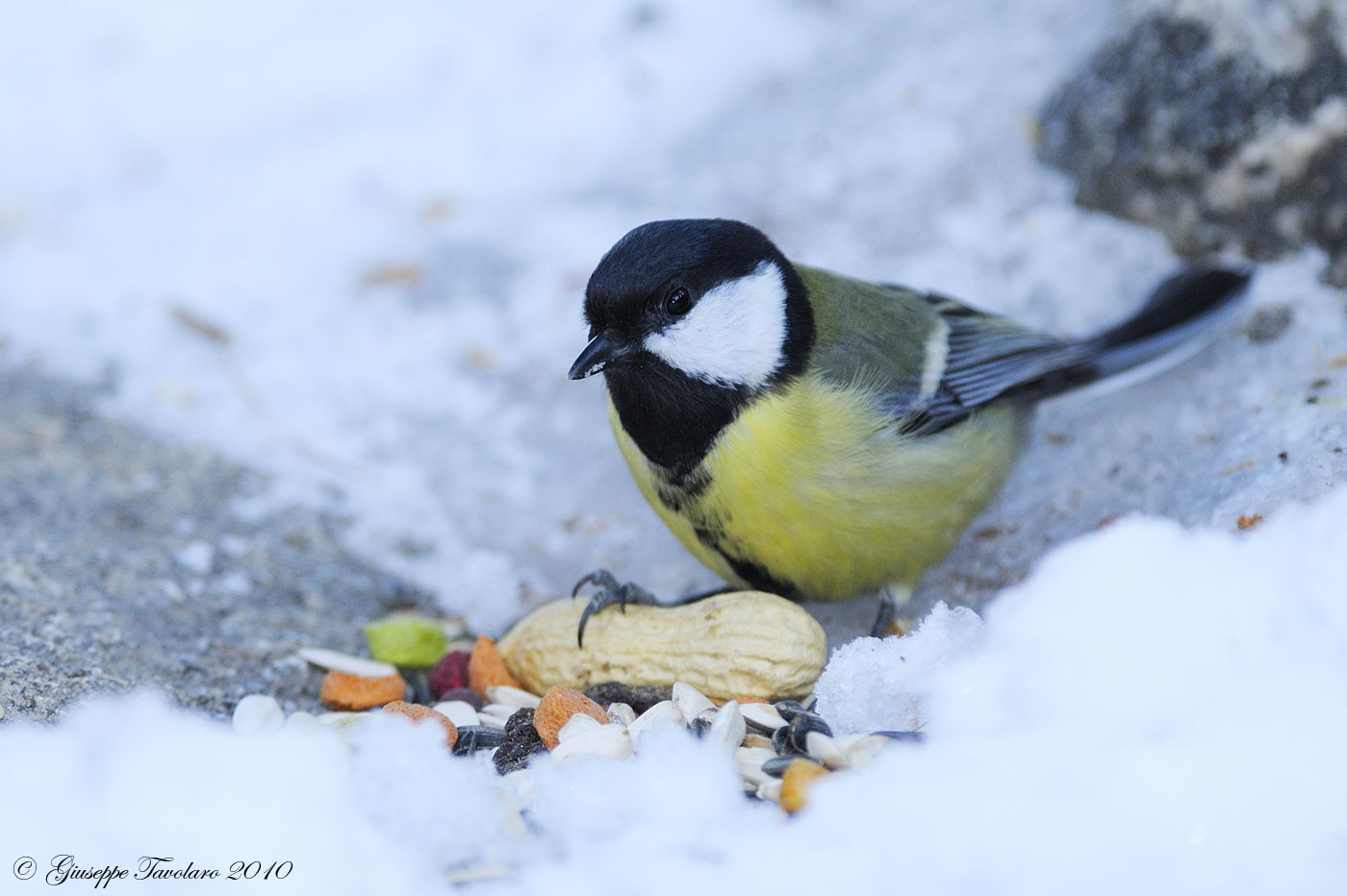 Cinciallegra (Parus major)