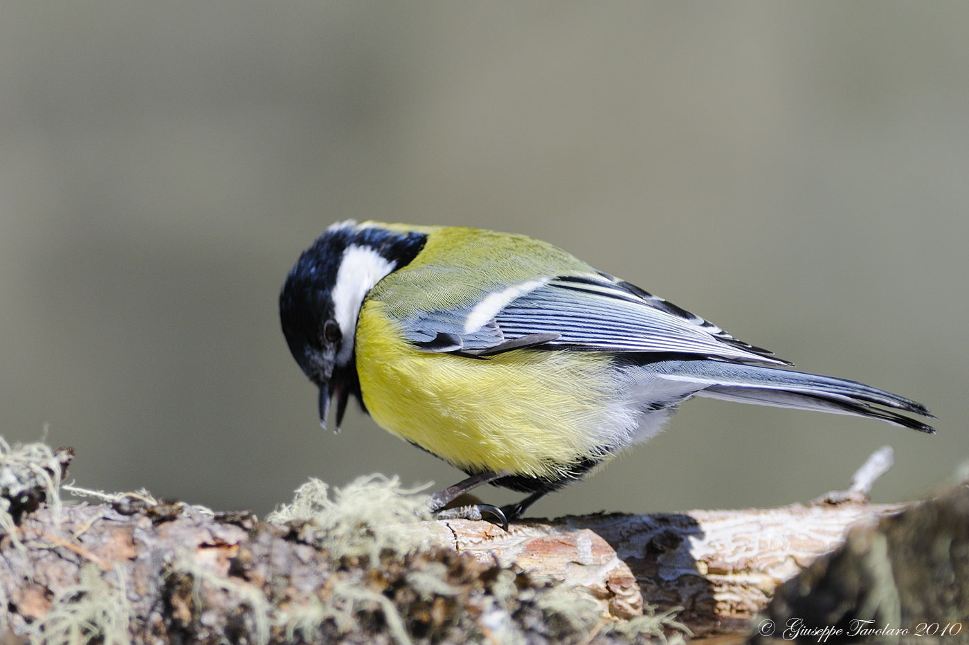 Cinciallegra (Parus major)