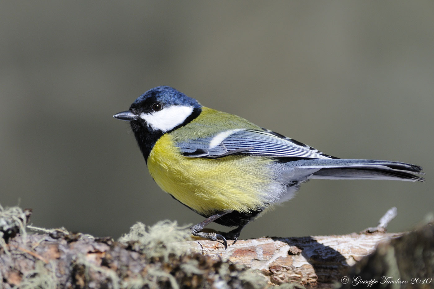 Cinciallegra (Parus major)