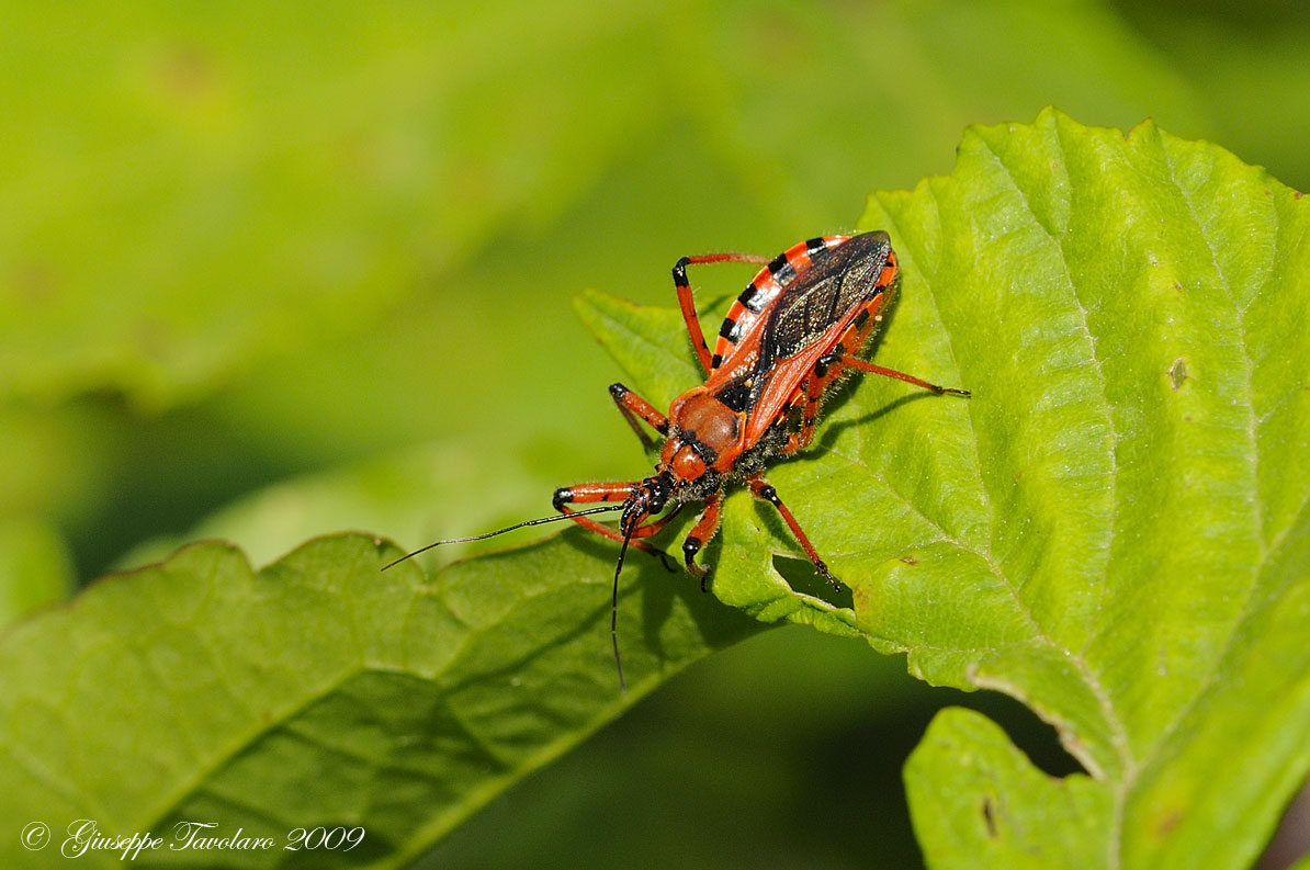 Rewduviidae: Rhynocoris rubricus... molto rosso