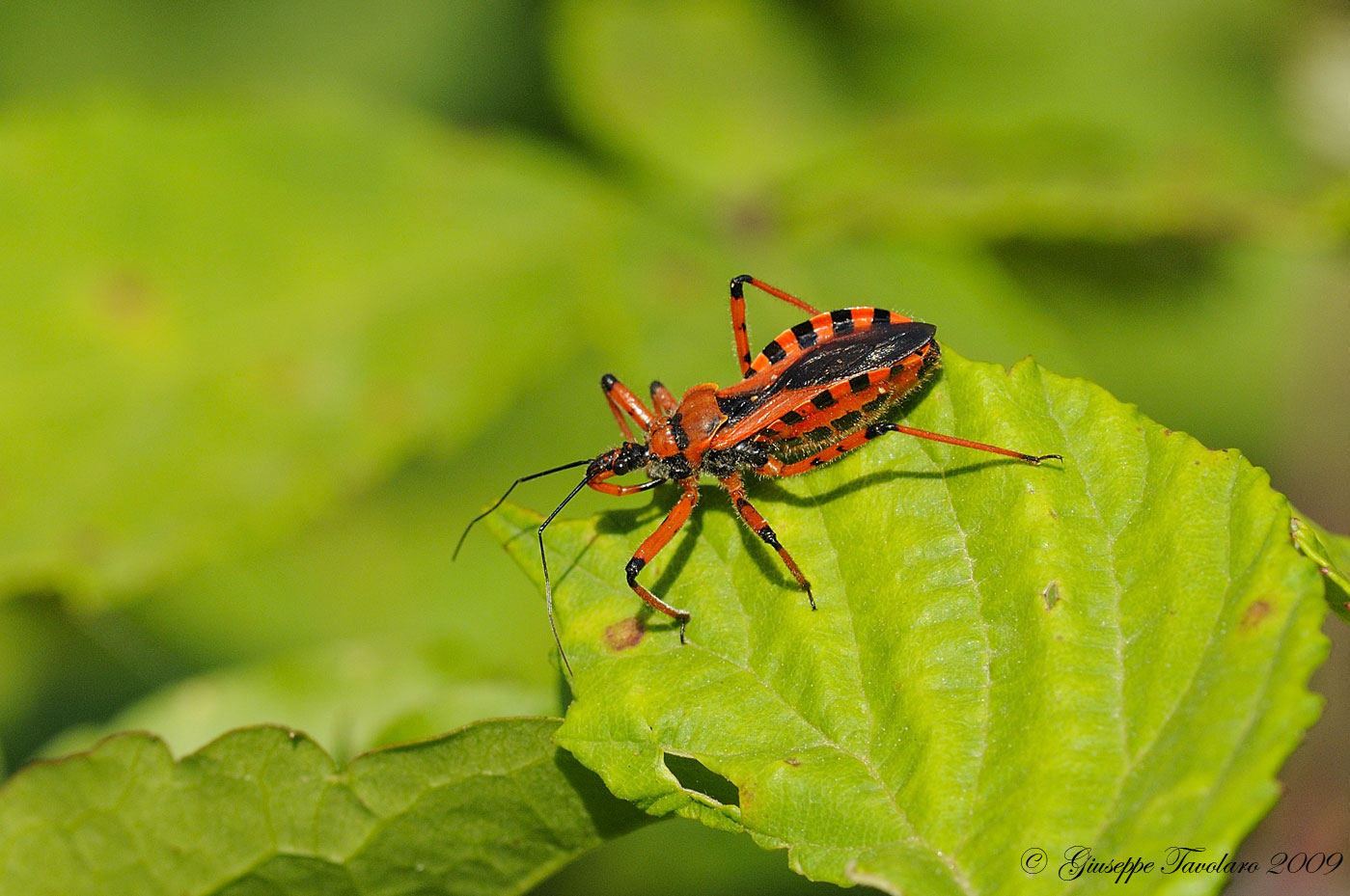 Reduviidae: Rhynocoris rubricus del Lazio