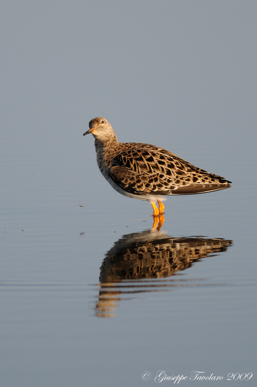 Combattente (Philomachus pugnax): altri due ritrattini.