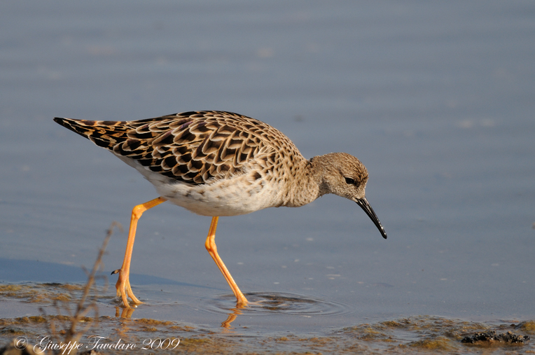 Combattente (Philomachus pugnax): due ritrattini.
