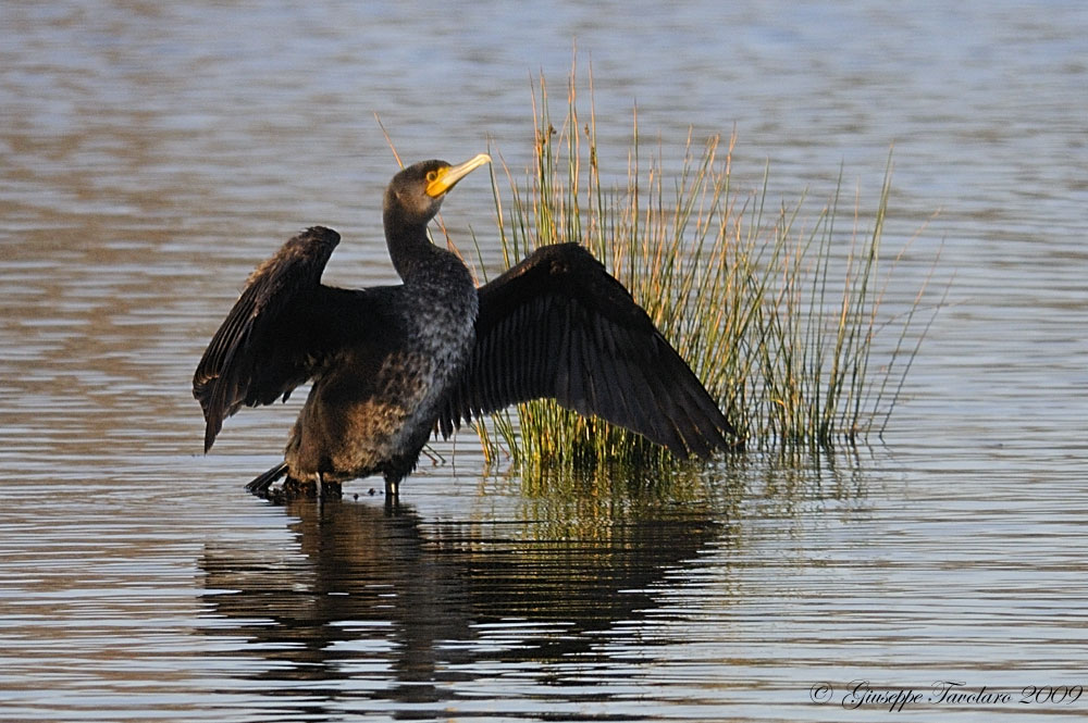 Cormorano (Phalacrocorax carbo).